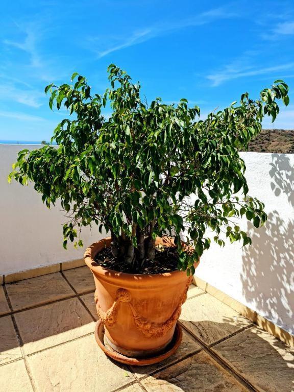 Blue Jasmine Lägenhet La Cala Del Moral Exteriör bild